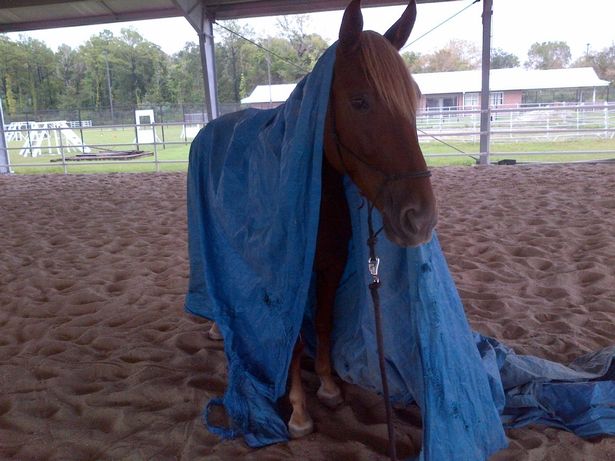Charlotte A HPD Patrol Horse Lost Her Life On The Duty Line